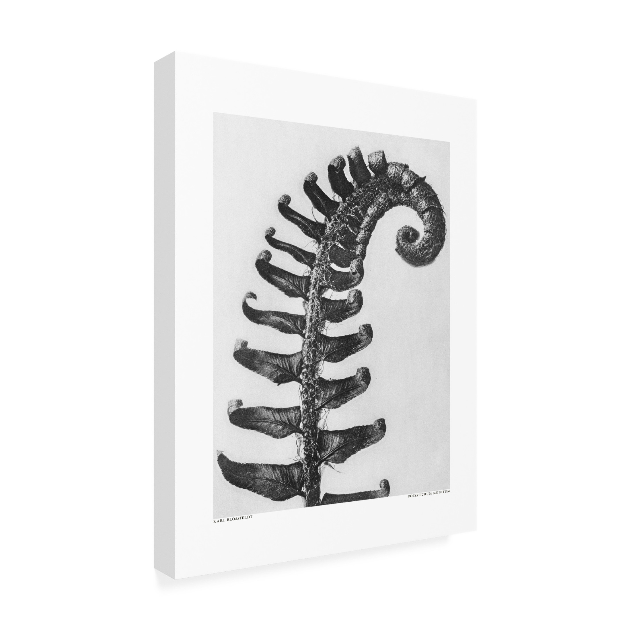 Trademark Fine Art Pictufy Polystichum Munitum Canvas Wall Art