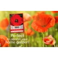 thumbnail image 4 of Red Corn Poppy Seeds, 4 of 7