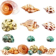 Sinkoo 9PCS Hermit Crab Shells Small to Large Growth Turbo Seashell Supplies Natural Sea Conch Shells Hermit Crab Supply Habitat Aquarium Home Decor