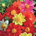 KIRA SEEDS Dahlia STF9 Funny Guys Mix Annual Flowers for Planting