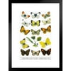 Brimstone Butterflies Larva 19th Century Illustration Butterfly Poster Vintage Poster Prints Butterflies in Flight Wall Decor Butterfly Illustrations Insect Art Matted Framed Art Wall Decor 20x26