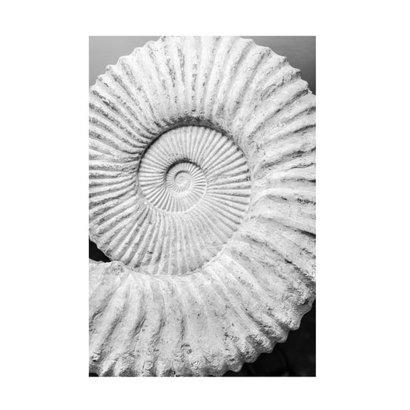 Trademark Fine Art Shot by Clint Formula Canvas Wall Art