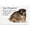 Puppy Anger Management, variant on Stupell Industries Contemporary Case of the Mondays Dog Canvas Art, 20 x 16, by Ziwei Li