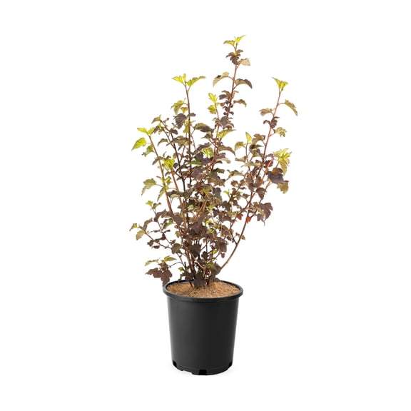 2 Gallon  Diabolo Ninebark (Physocarpus) Shrub