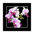 thumbnail image 2 of Gango Home Decor Orchids on Black III by Alan Hausenflock (Printed on Paper); One 24x24in Fine Art Paper Giclee Print, 2 of 4