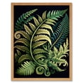 thumbnail image 1 of Ernst Haeckel Style Fern Fronds Leaf Illustration Art Print Framed Poster Wall Decor 12x16 inch, 1 of 5