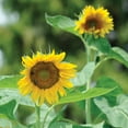 thumbnail image 4 of Burpee Pike's Peak Sunflower Flower Seed, 1-Pack, 4 of 6