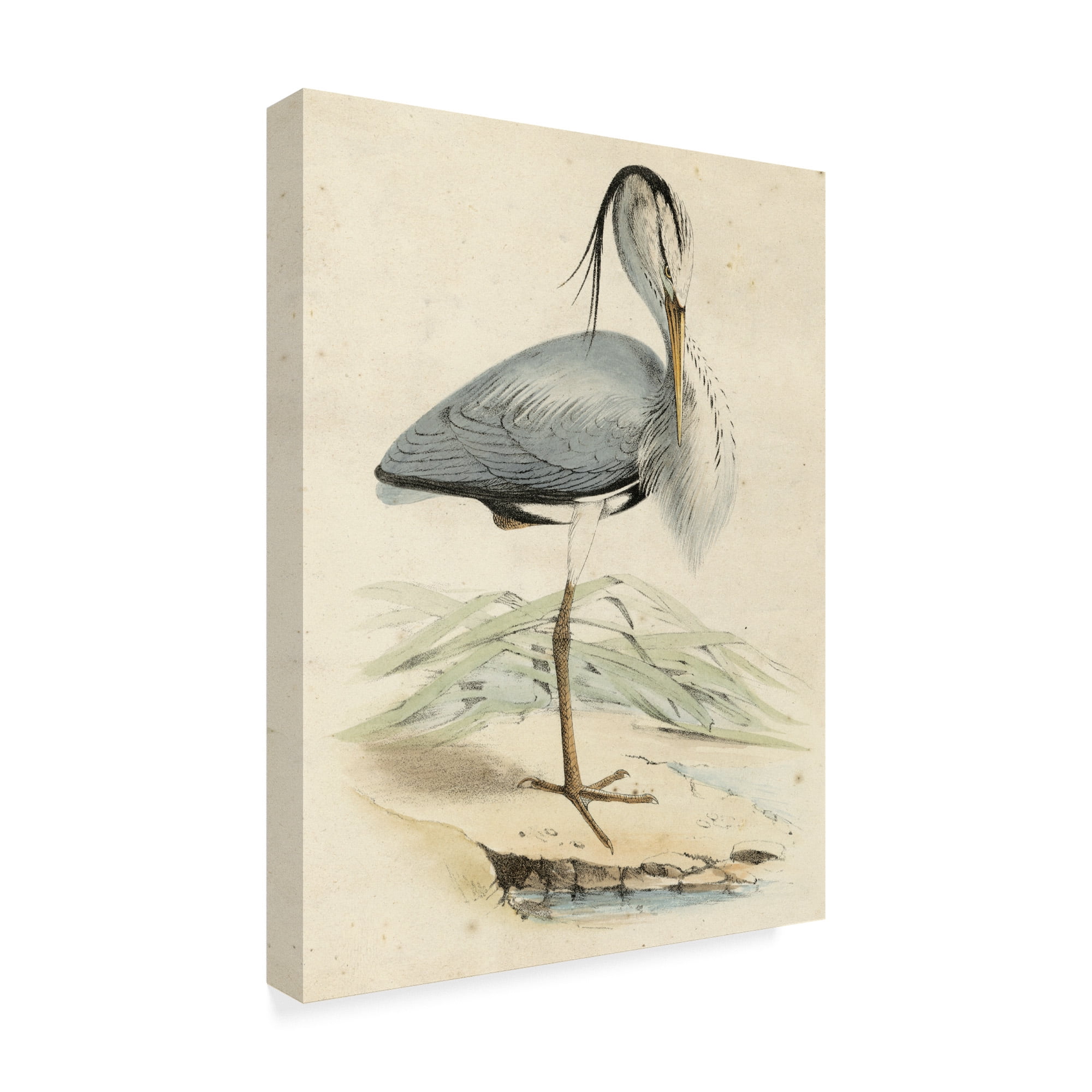 Trademark Fine Art 'Antique Heron IV' Canvas Art by Unknown