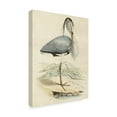 thumbnail image 2 of Trademark Fine Art 'Antique Heron IV' Canvas Art by Unknown, 2 of 4