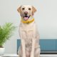 thumbnail image 4 of 535mm Pet Dog Cat Anti-lost Device Case GPS Tracker Collar para Airtag (Amarillo) Likrtyny Para estrenar, 4 of 8