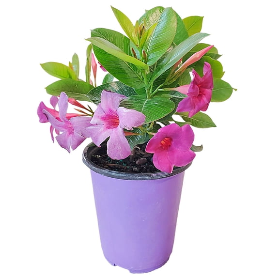Bluephoria Dipladenia Live Plant, Violet Purple Flowering Bush, 1 Gallon Pot, 14 Inch Tall Tropical Patio or Garden Container Plant