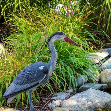 Blue Heron Decoy for Backyard Water Gardens or Patio Ponds Deter Predator Waterfowl & Protect Koi Realistic Outdoor Yard Decoration