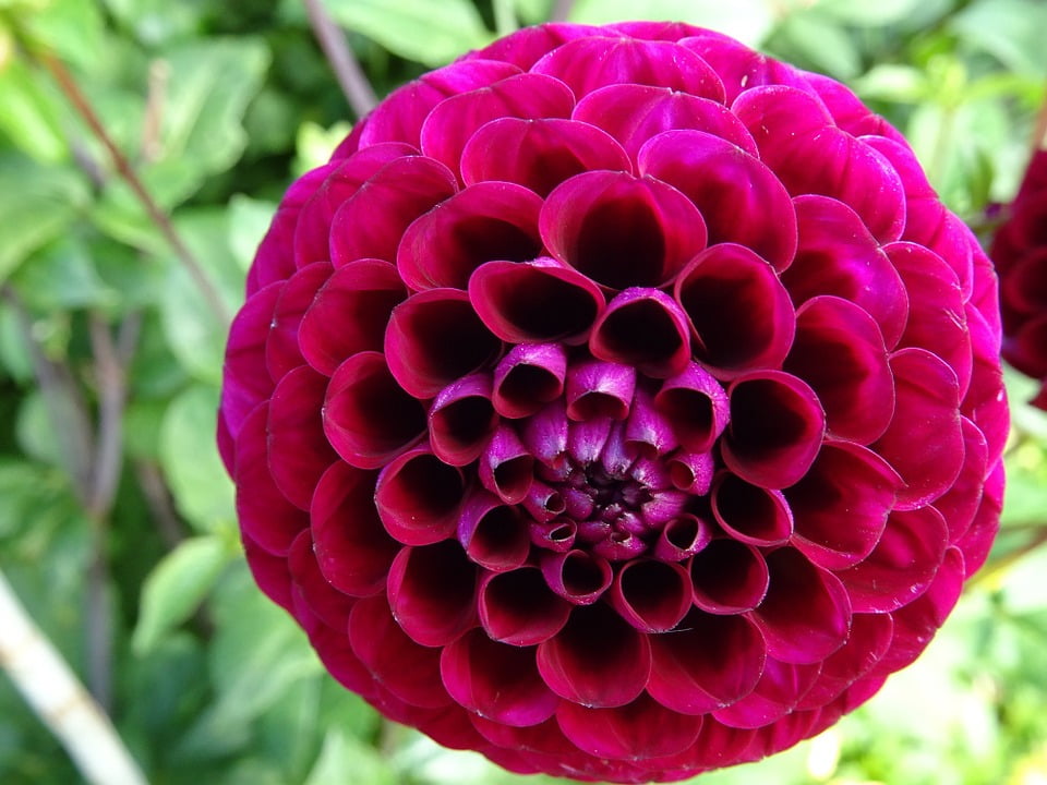 Flower Dahlia Blossom Petals Bloom Plant Red20 Inch By 30