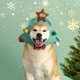 thumbnail image 5 of Gorro de Navidad Ganfancp para Mascotas Shiba Inu Mediano, 5 of 6