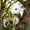 white, variant on Qonioi Dinosaur Head Feeder, Hanging Resin Wildlife Feeder for Backyard Tree, Funny T-Shaped Chipmunk Nut Feeder for Outdoor Garden Decor