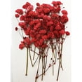 thumbnail image 1 of 16 Pcs Gypsophile Rouge Vrai Naturel Fleurs Séchées Pressées pour Résine Art Artisanat Bricolage, 1 of 3
