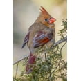 thumbnail image 2 of Jones, Adam 11x14 Gold Ornate Wood Framed with Double Matting Museum Art Print Titled - Female northern cardinal in winter, 2 of 4