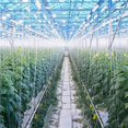 thumbnail image 5 of Paquete de 20 ganchos de soporte para tomates con cordel de 50 pies, kit de enrejado para invernadero, gancho duradero para evitar que los tomates se pellizquen o se caigan, kit de enrejado para enre, 5 of 5