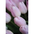 thumbnail image 3 of Berzel, Erin 17x24 Black Modern Framed Museum Art Print Titled - Soft Pink Tulips II, 3 of 5