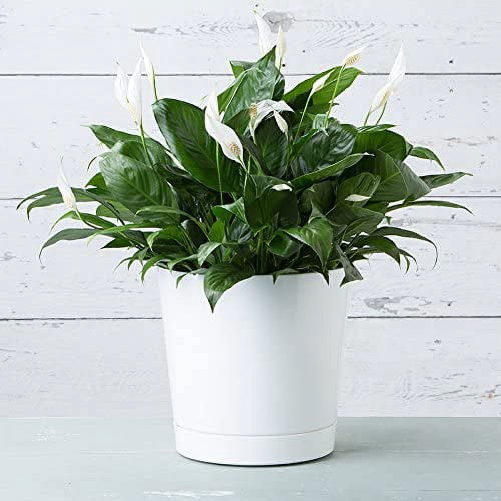 Root & Vessel Majestic Full Depth Cylinder Planter, White, 12"