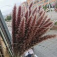 thumbnail image 2 of Pampas pequeñas secas Para decoración del hogar, flores Artificiales Para plantas reales, decoración de boda, 15 unidades, 2 of 4