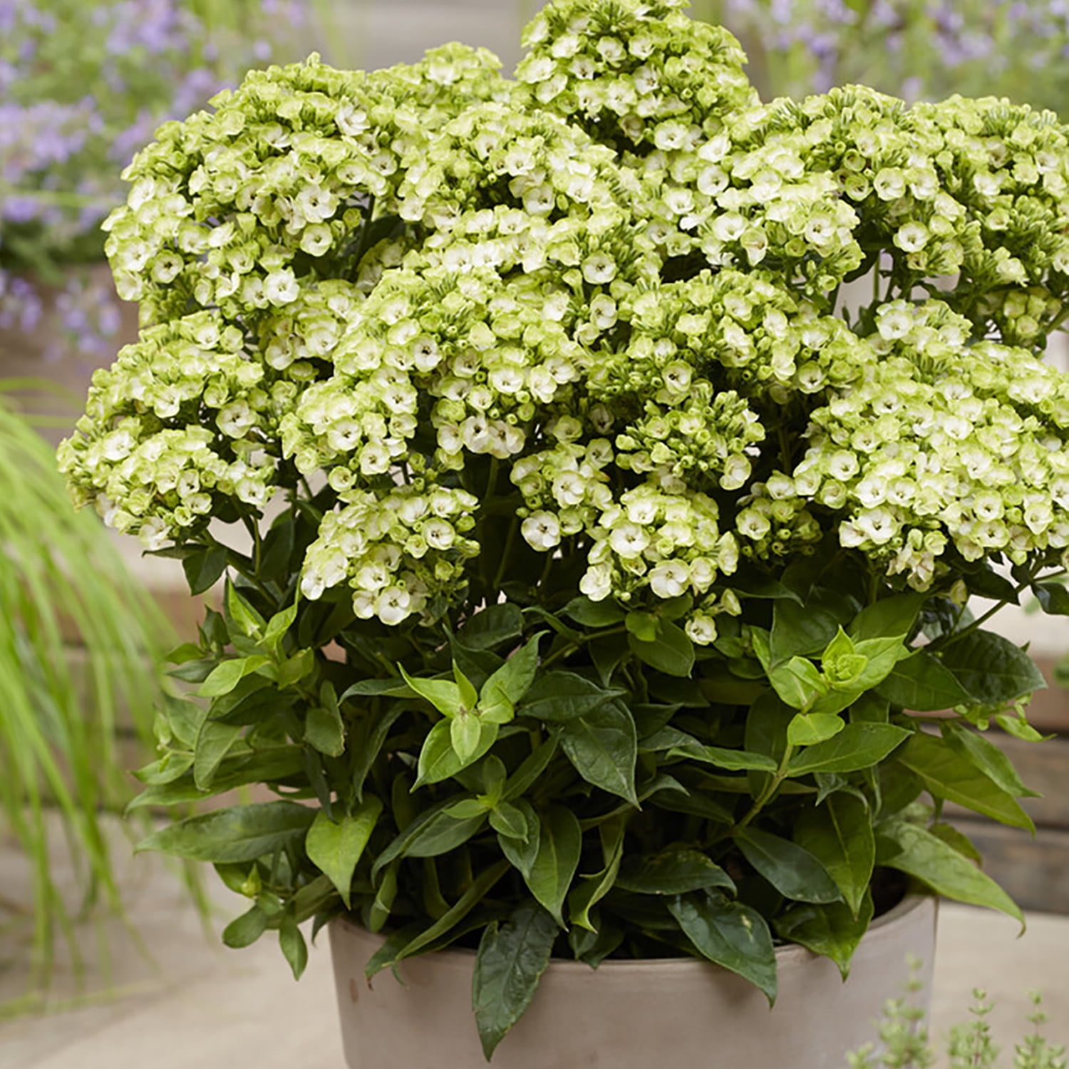 Van Zyverden Tall Phlox Orchid Green Set of 5 Plant Roots Blue Partial Sun Fragrant 1 lb