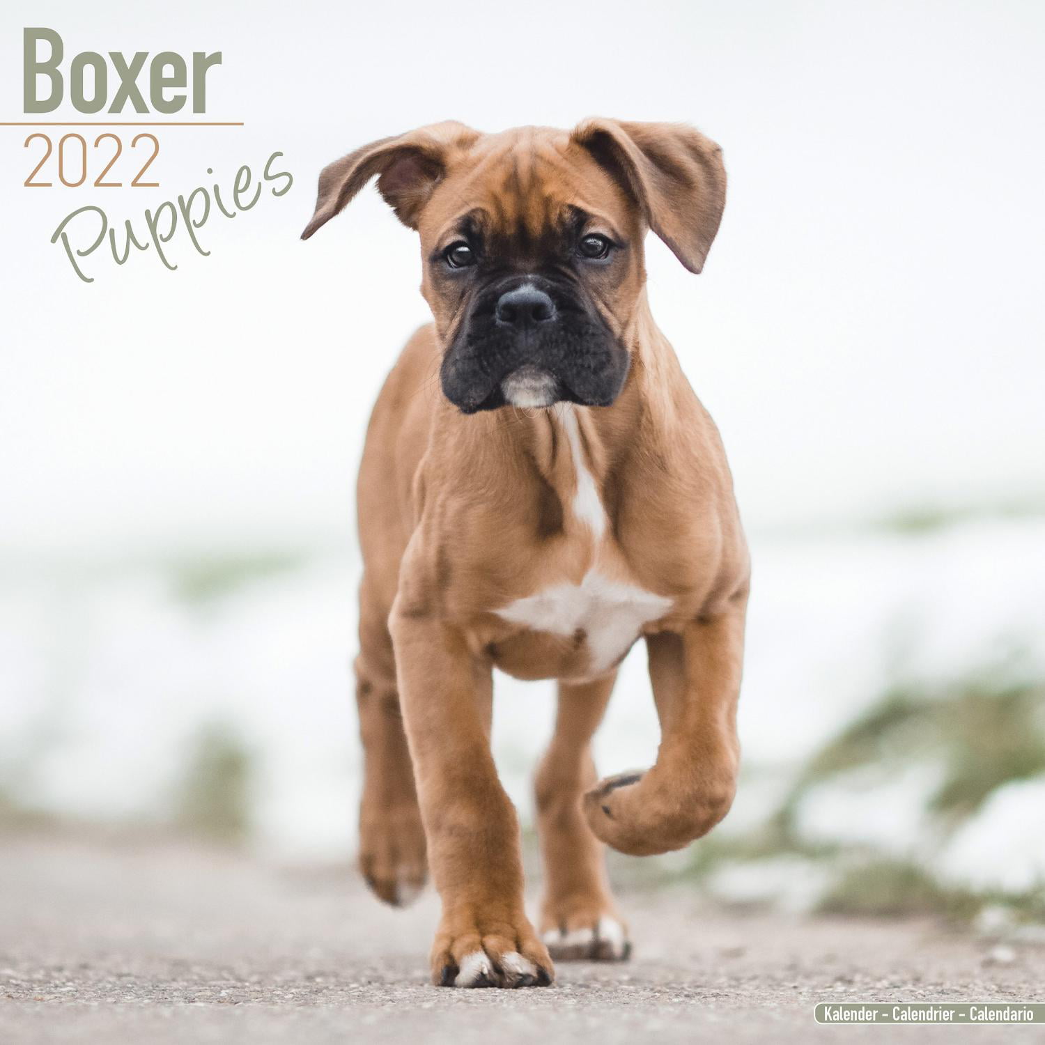 Just Boxer Puppies Wall Calendar
