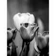 thumbnail image 3 of Pica, Jeff 12x14 Black Modern Framed Museum Art Print Titled - Floral Portrait II, 3 of 5