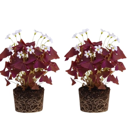 2 Burgundy Oxalis Plant Live, Oxalis Triangularis Shamrock Live Plant, 5 to 7 Inc Long, Hanging Basket Home Garden