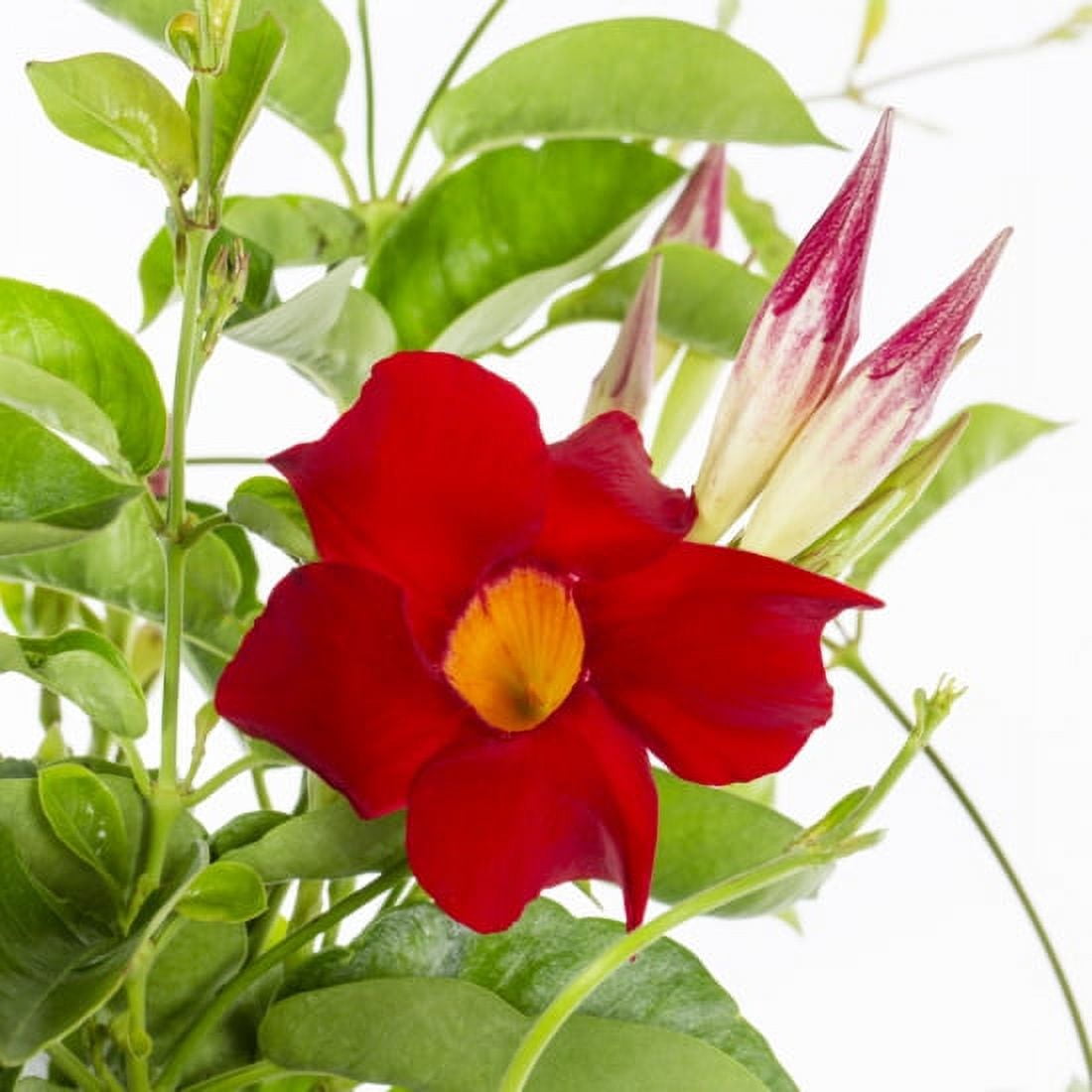 Island Blooms 3QT Mandevilla Live Plant Decorative Pot Full Sun