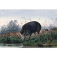 thumbnail image 2 of Joseph Wolf 18x13 Black Ornate Wood Framed Double Matted Museum Art Print Titled - The Andaman Pig (1861-1867), 2 of 5
