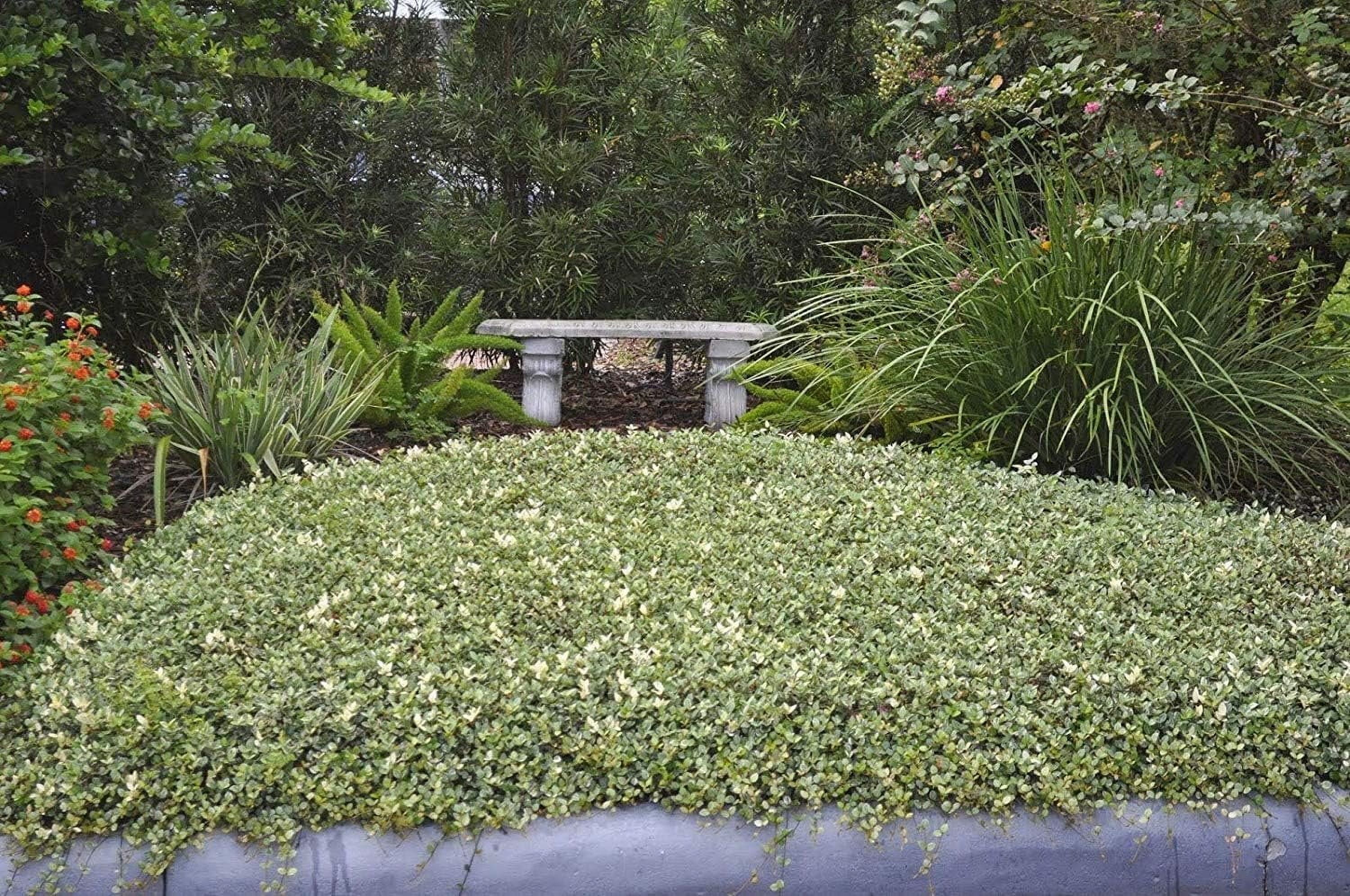 Variegated Asiatic Jasmine Minima  3 Live Plants  Easy-Grow Ground Cover  Lush, Trailing Green and White Foliage  Perfect for Gardens and Landscape Borders  Hardy Evergreen Plant