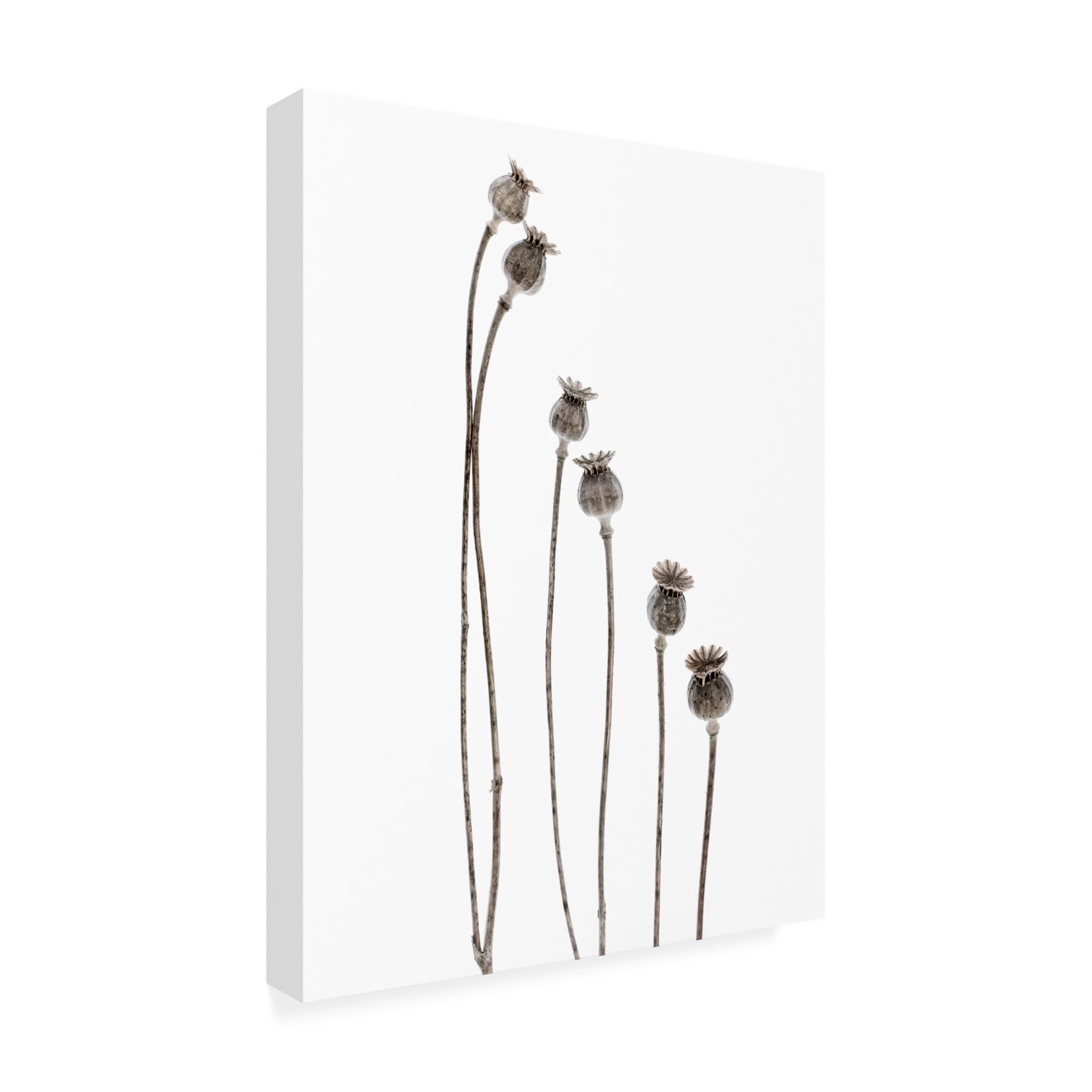 Canvas Wall Art - Lotte Gronkjar 'Last Years Flowering Poppies' Wall Art for Living Room, Bedroom, or Office Décor by Trademark Fine Art - 35 x 47 Inches