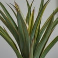 thumbnail image 4 of Nearly Natural 30" Plastic Agave Artificial Plant, Green, 4 of 4