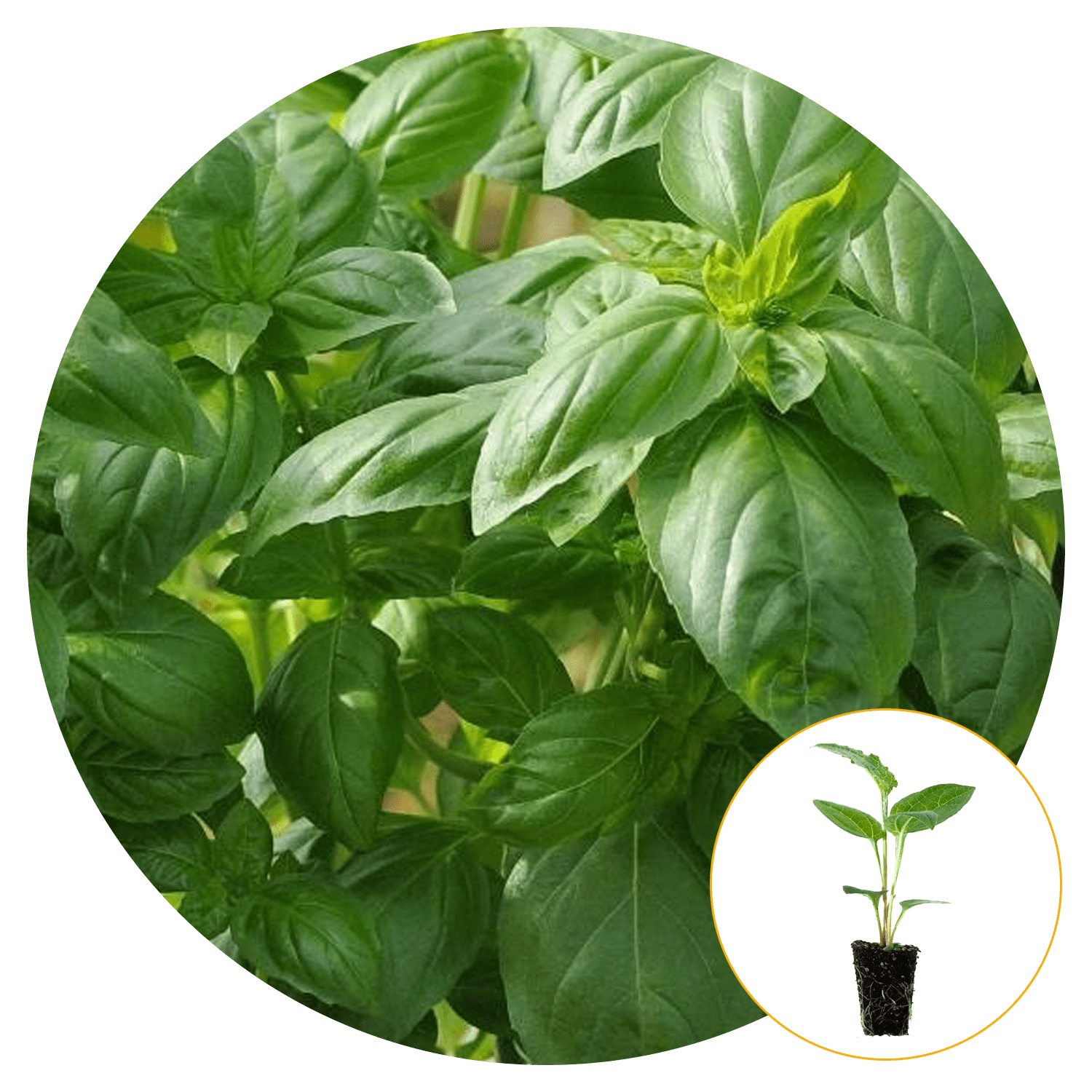 Ferry-Morse Plantlings Basil Everleaf Genovese Live Plants 4in. Pot, 2 Pack