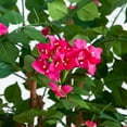 thumbnail image 4 of Nearly Natural 5ft. Artificial Deluxe Bougainvillea Tree, 4 of 7