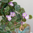 thumbnail image 2 of Cascading Lavender Silk Geranium Hanging Basket - For Indoor Spring and Summer Arrangements and Home Decor, 2 of 5