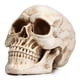 thumbnail image 1 of Réplica 1:1 a tamaño real del modelo READAEER de cráneo humano (blanco), 1 of 9