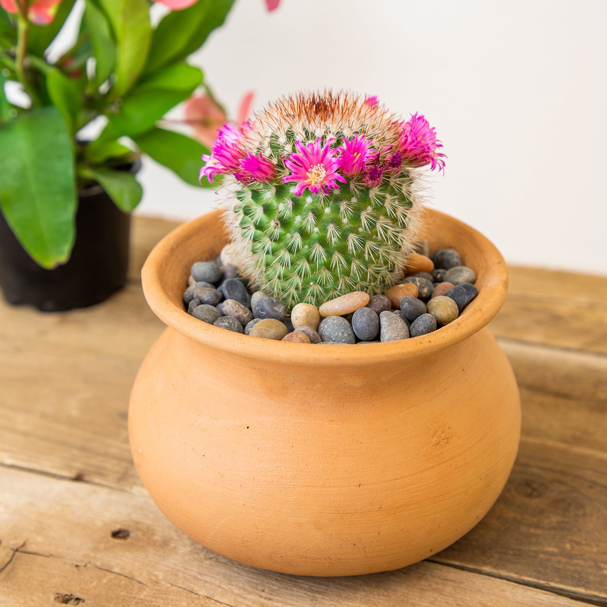(3 pack) "Element Grower's Choice Cactus Live Plant in 3"" Grower Pot
