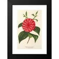 thumbnail image 2 of Charles Antoine Lemaire 11x14 Black Modern Framed Museum Art Print Titled - Camellia Stella Polare (1854-1896), 2 of 5