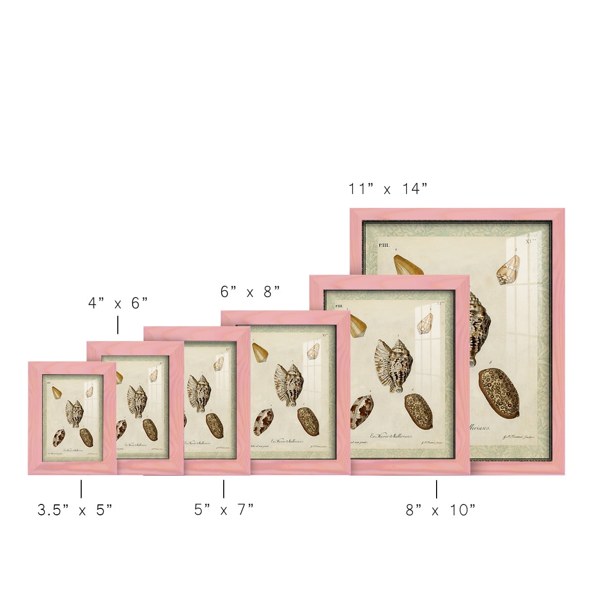 Bookplate Shells II - Framed Print w/glass - Sunset Pink