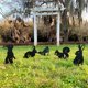 thumbnail image 2 of Garden Art - Paquete de 5 animales - Decoración de otoño al aire libre - Esculturas y estatuas de jardín - Decoración de patio - Estacas de césped - Estatuas de metal para exteriores, para maceta, 2 of 5