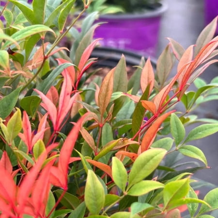 Cool Glow® Peach Heavenly Bamboo - Nandina domestica 'ZHNAN28'