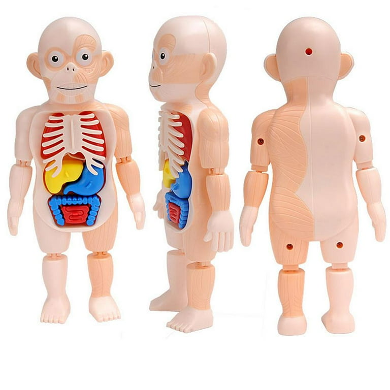 Human body toy for sale 5 year olds
