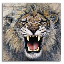 Epic Art 'Lion' by Harro Maass, Acrylic Glass Wall Art, 36"x36"