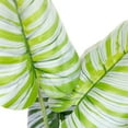 thumbnail image 6 of Northlight Potted Two Tone Green Calathea Artificial Floor Plant - 4', 6 of 7