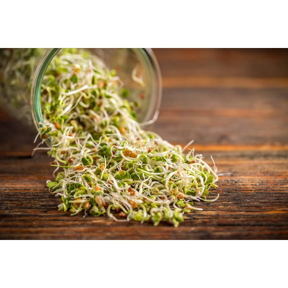 ORGANIC SPROUTING MIX - Peas, Beans Mung, Adzuki Bean, and Green, French, & Red Lentil Vegetable Sprout Seeds