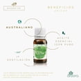 thumbnail image 4 of Aceite Tea Tree Australiano 100% Puro Árbol De Té Certificado, 4 of 5