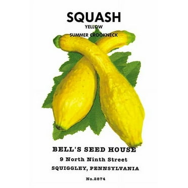 Squash: Yellow Summer Crookneck Fine art canvas print (20" x 30")