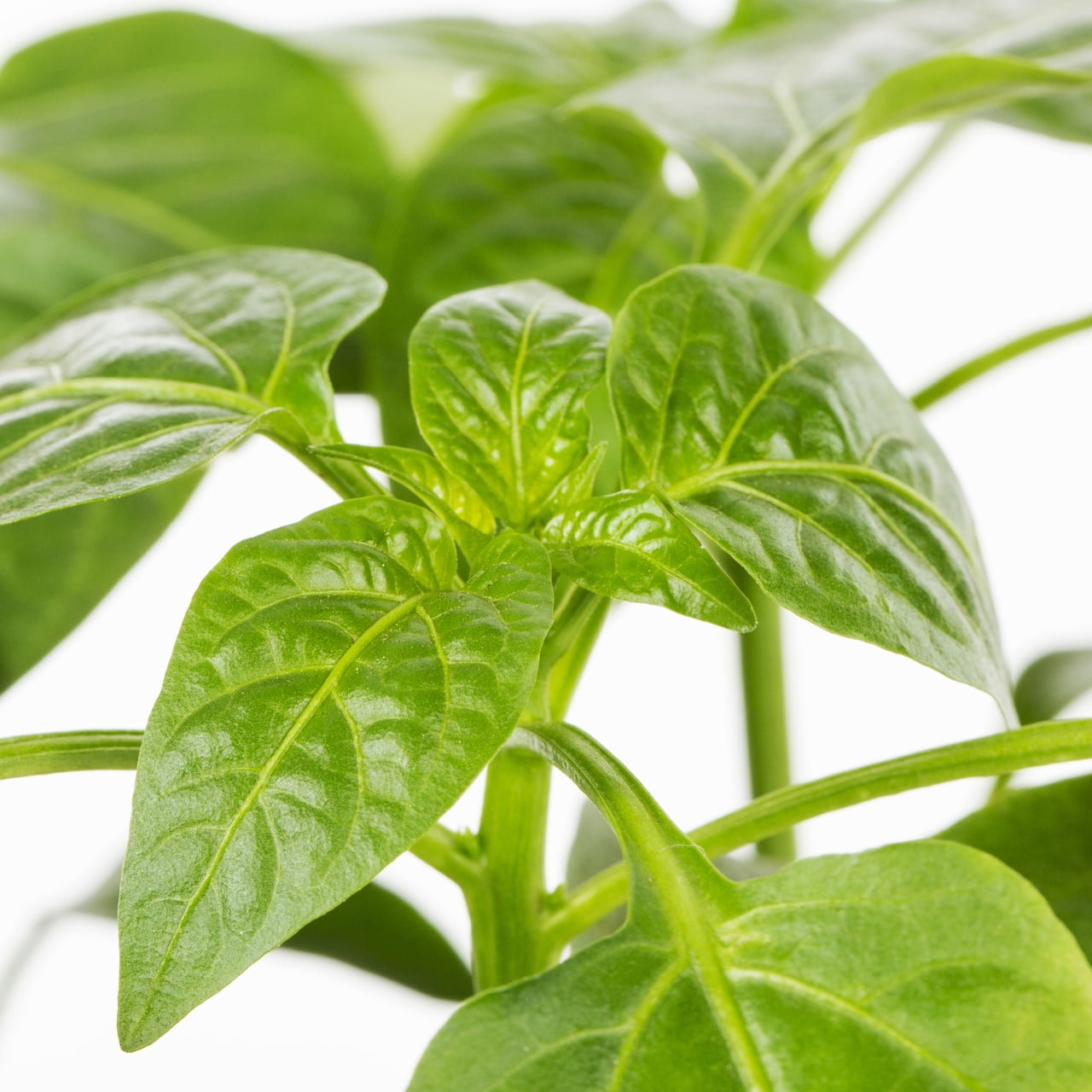 Expert Gardener 1PT Sweet Pepper Live Edible Plant Sun 6-Pack
